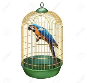  The parrot in the Cage – by Lekhanath Paudyal